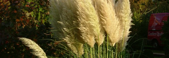 Hohes Ziergras im Garten